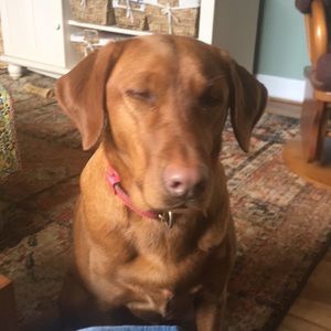 Meet your Posher, Brittany